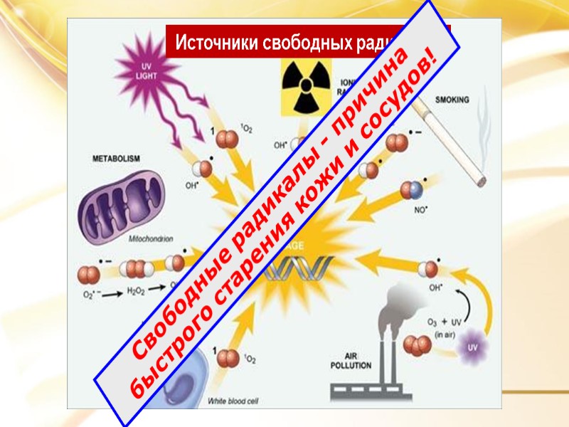 Свободные радикалы - причина быстрого старения кожи и сосудов!